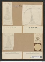 Coscinodiscus radiatus Ehr. (de-Toni-Nr.: Genus 202, Species 4972) Zeichnungen Sammlung Grunow Nr. 8575 (NHMW-BOT-W0378223)